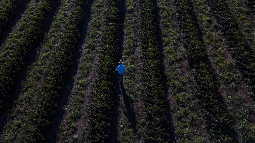 Agricultor